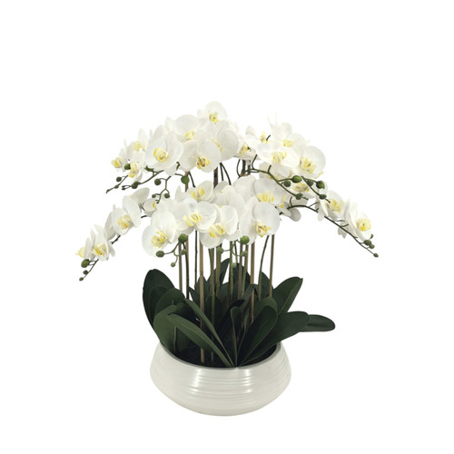 White Orchid with 9 Stems in Ceramic Bowl (70cm H)