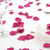 Hot Pink Rose Petals in PVC Tub