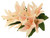 Lily Bush X 9  Light Pink 