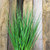 PVC Grass Plant 76cm