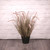 Potted Pennisetum Grass (60cm)