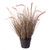 Potted Pennisetum Grass (60cm)