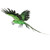 Green Flying Macaw