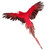 Large Red Flying Macaw