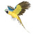 Large Blue Flying Macaw