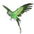 Large Green Flying Macaw 