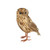 Medium Tawny Owl 