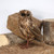 Medium Tawny Owl 