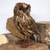 Large Tawny Owl 
