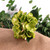 Hydrangea Green Pick