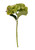 Hydrangea Green Pick