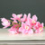 Tintagel Cymbidium Orchid Pink 