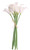 Ivory Calla Lily  Ivory Calla Lily