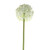 Single Allium Cream/white (76cm)