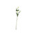 Essential White Lisianthus