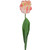 Tulip Coral Parrot Variety