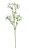 Baby Breath Spray Green (74cm)