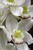 45 Inch Rt Phalaenopsis Spray X8 White (12/60)