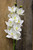 45 Inch Rt Phalaenopsis Spray X8 White (12/60)