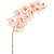 Pink Lemon Phalaenopsis Orchid Stem