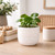 Hortus White Bordeaux Stoneware Pot (13cm H x 14cm Dia)