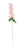 Essential Cream Pink Arundel Garden Delphinium (77cm)