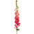 Dark Pink Wild Foxglove