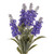 Blue Lavender in Bloom Bundle