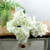 Essential Cream Arundel Hydrangea Bush