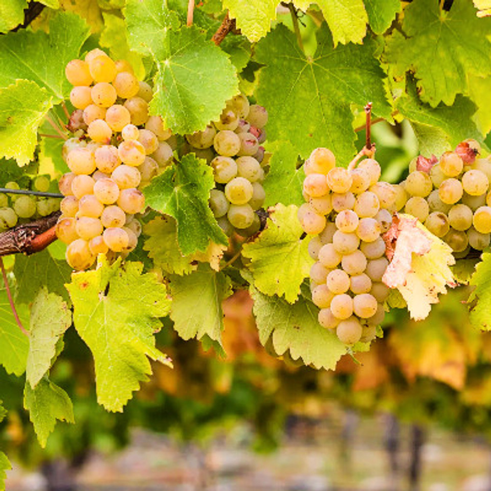 Chardonnay, A Journey to Global Dominance Chardonnay, A Journey to Global Dominance