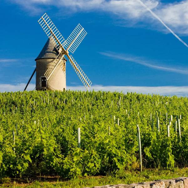A guide to Beaujolais wine