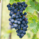 Barbera