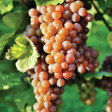 Pinot Grigio / Pinot Gris