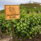 Sauvignon Blanc, the World's Favourite Wine?