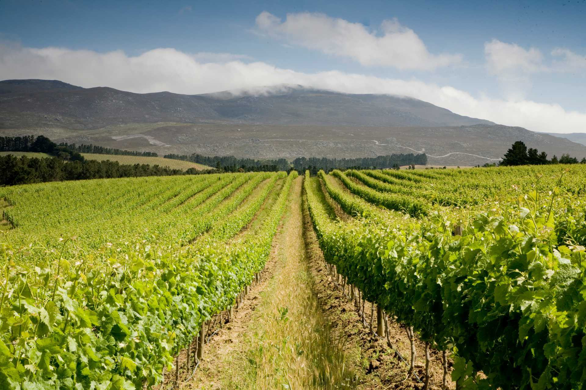 Montresor Urban Park Appassimento Wickhams