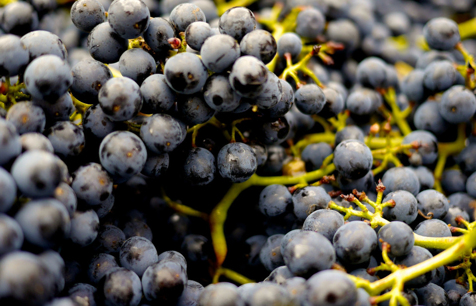 Malbec