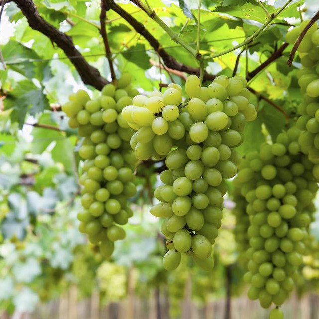 Picpoul Wines