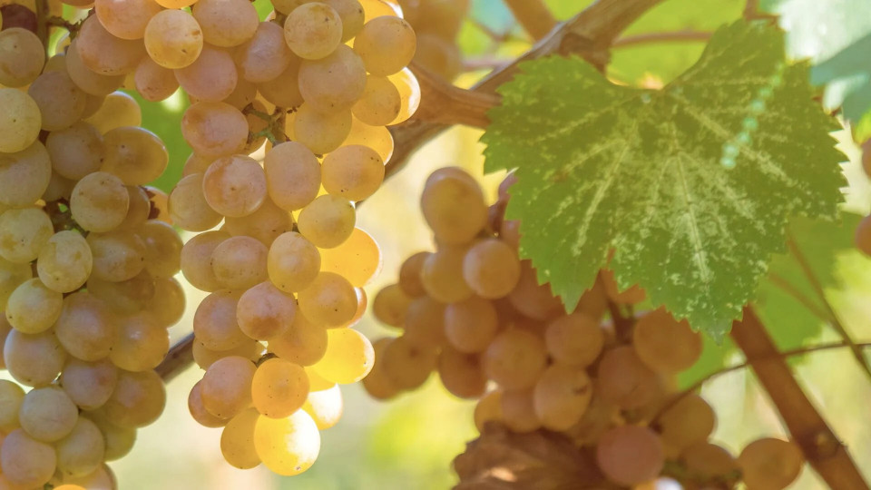 Viognier