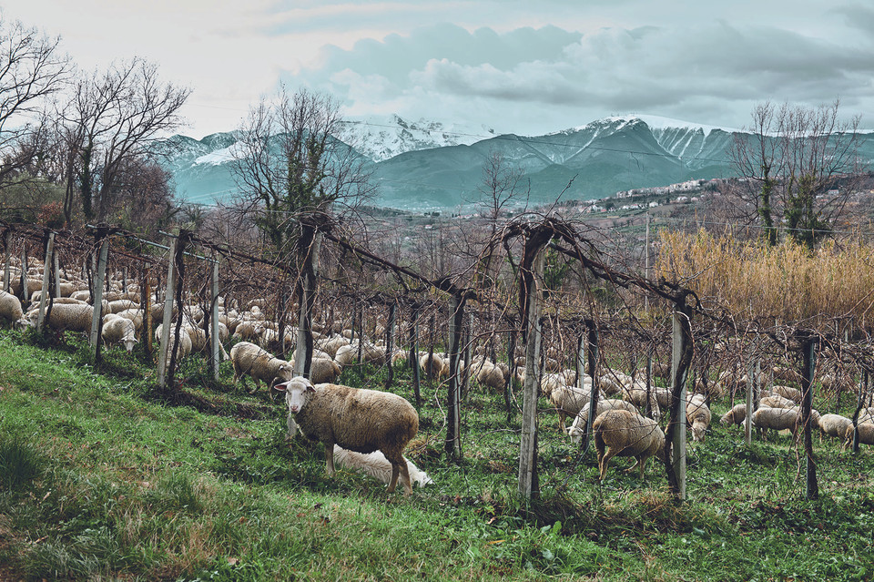 Cantina Orsogna