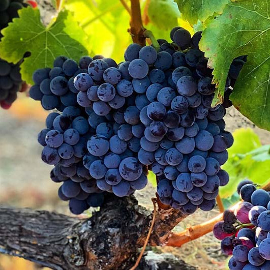 Grenache