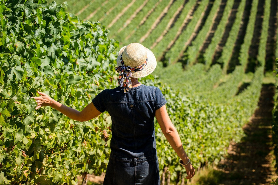 Domaine de Menard