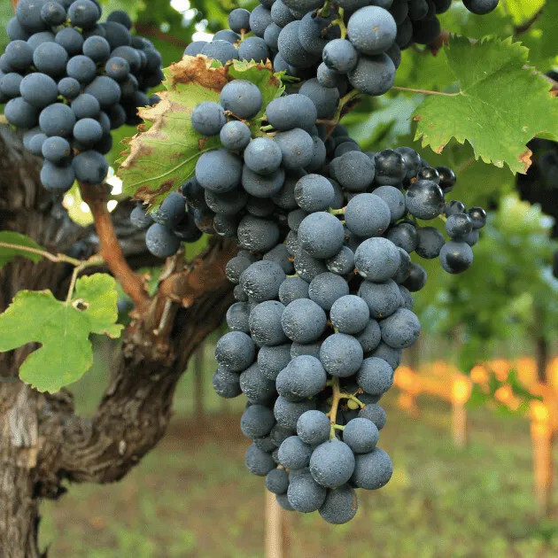 Montepulciano