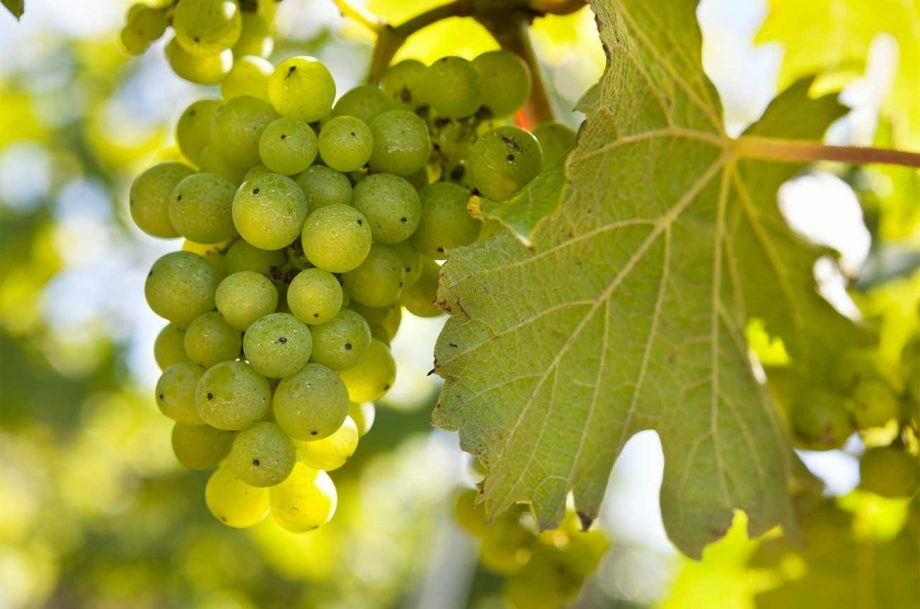 Bacchus
