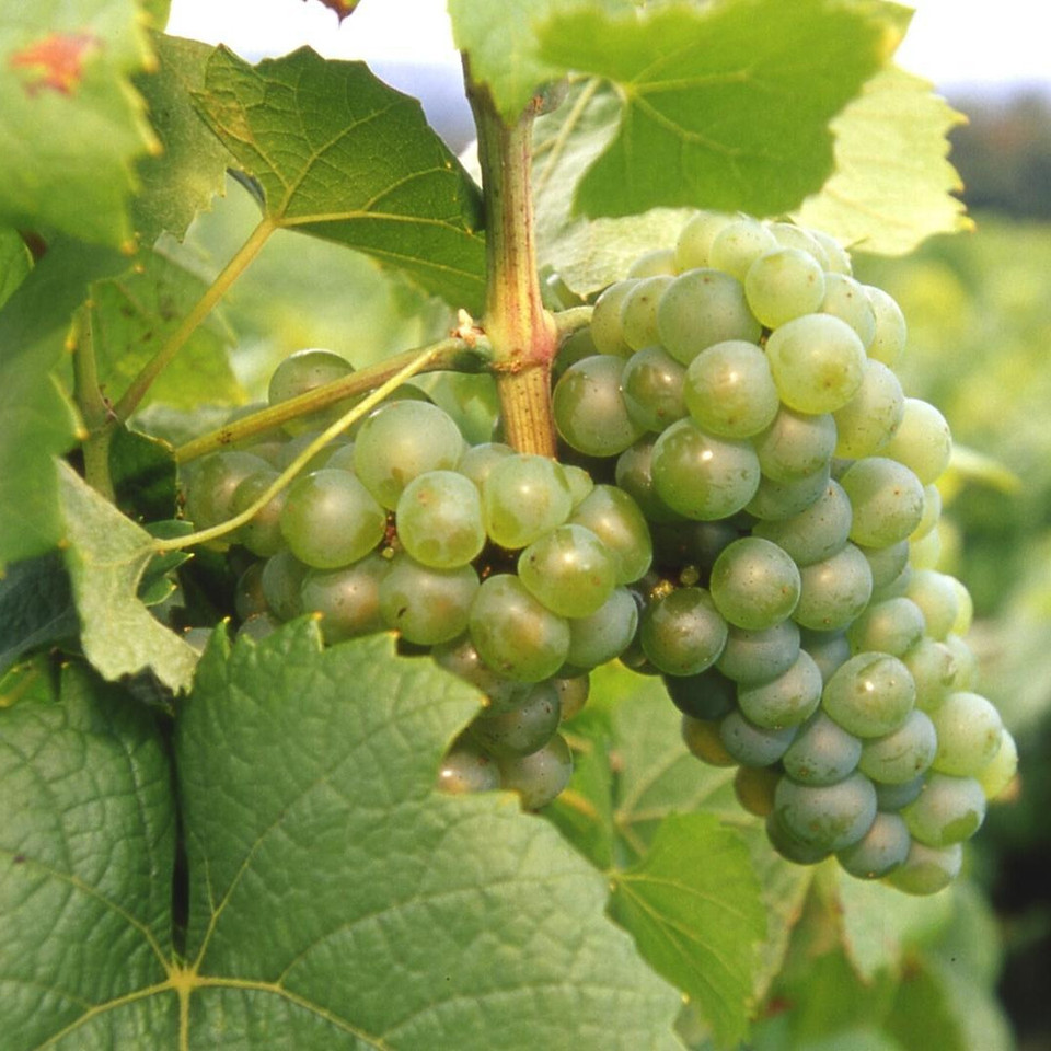 Melon de Bourgogne