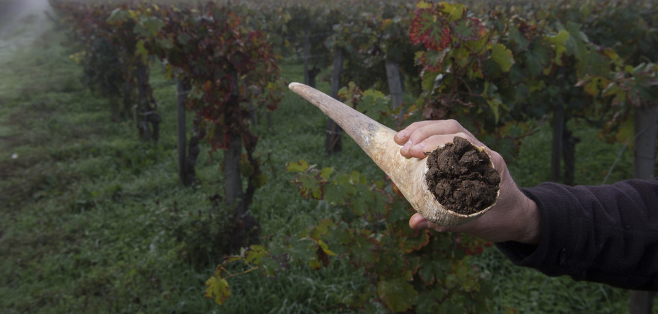 Biodynamic Wine