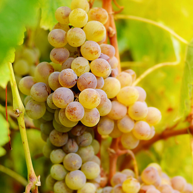 Muscat / Zibbibo
