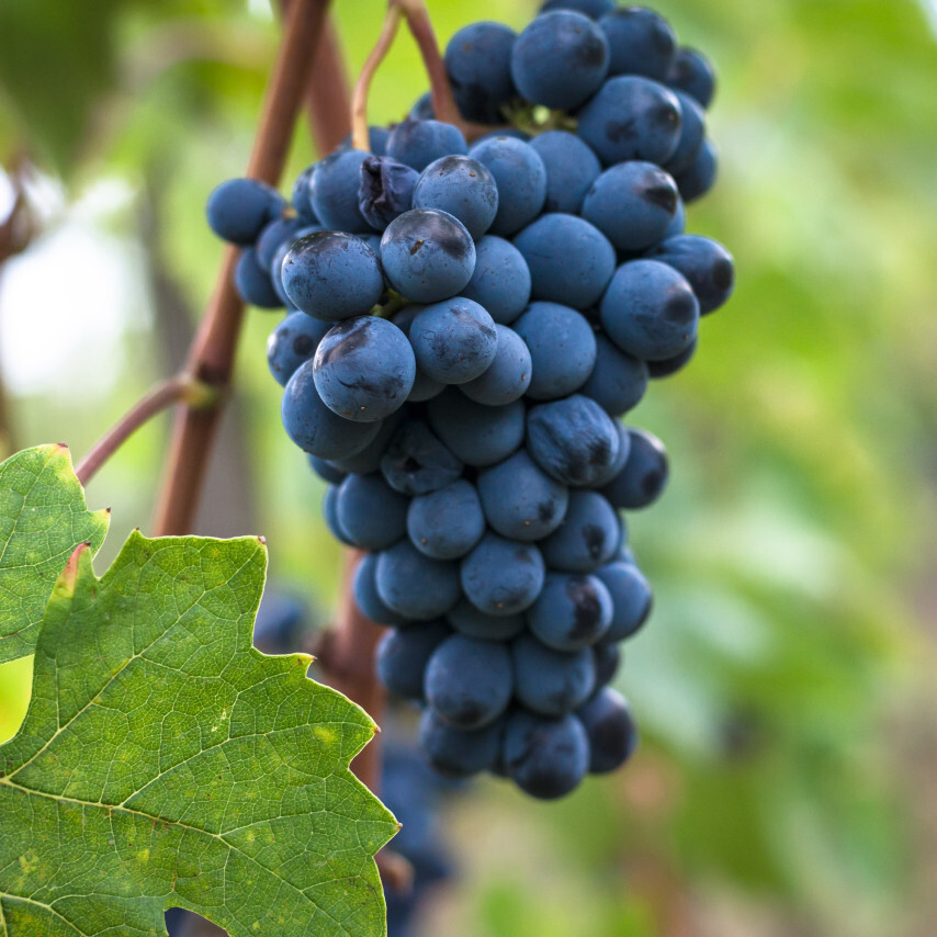 Sangiovese