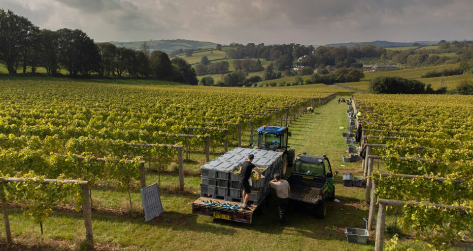 Sandridge Barton (Sharpham) Wine
