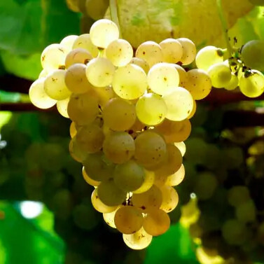 Albariño