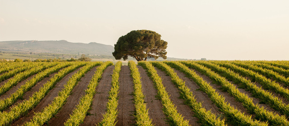 Finca Fuenteseca